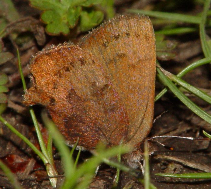 Brown Elfin, Callophrys augustinus