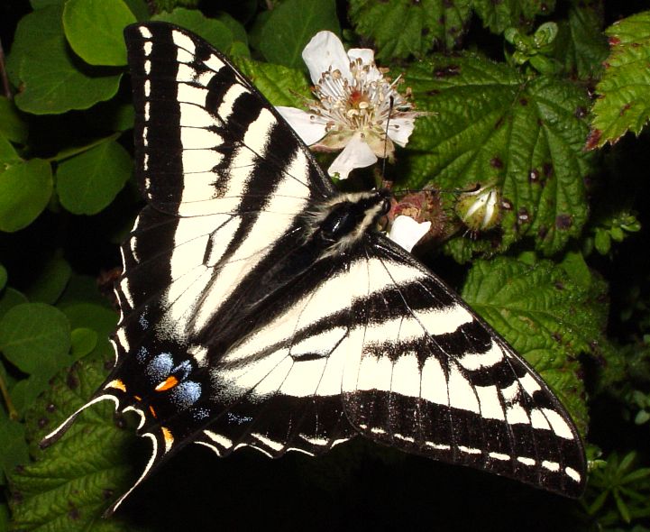 PaleSwallowtail.jpg